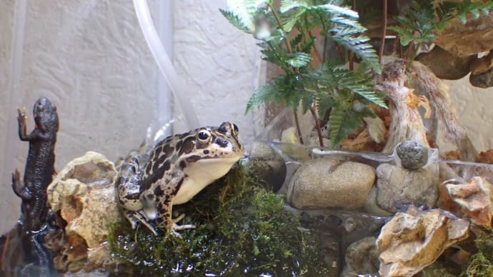 両生類水槽をリニューアル