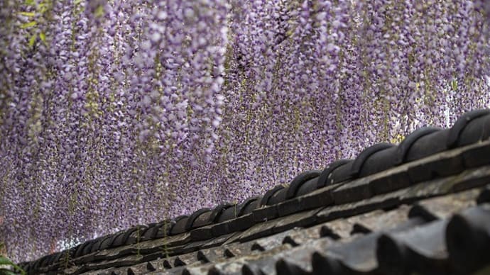 藤の花寺 潮音寺