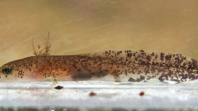アキサンショウウオ Hynobius akiensis 幼生:干上がるか食われるか