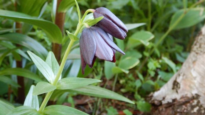 黒百合の花が咲き 季節は移ろう