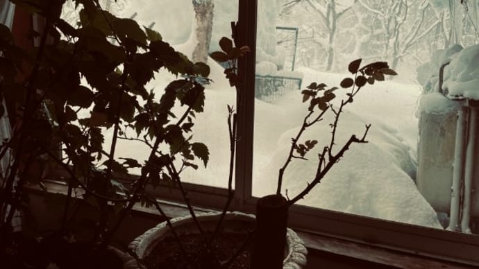 今日も激しい雪 大雪注意報