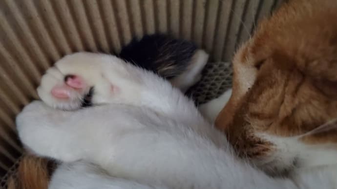 【55】れいにゃん堂のれいちゃん・まぶたに&商品紹介😸