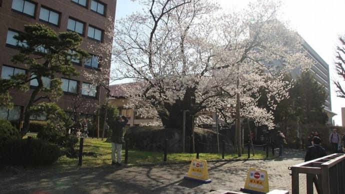 2024　盛岡の桜はどうでしたか？