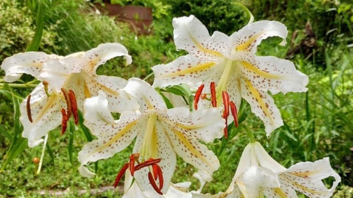 今年も山百合の花が咲きました!
