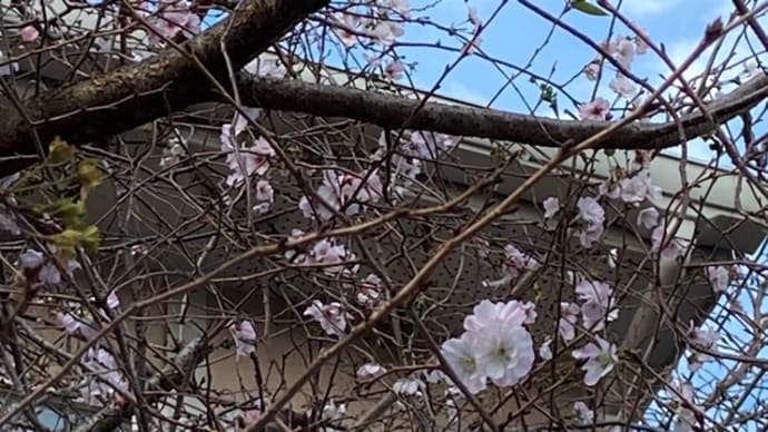 写真館の二度咲きの桜