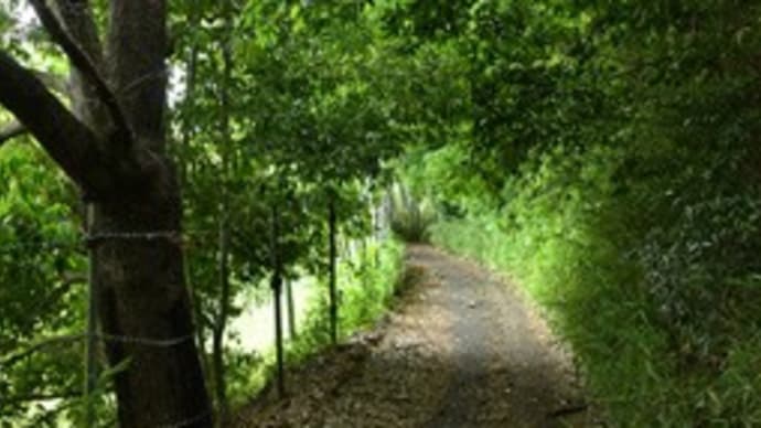 緑濃き初夏の散歩道