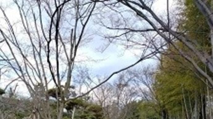 八幡市の松花堂庭園に行ってきました! 梅の花