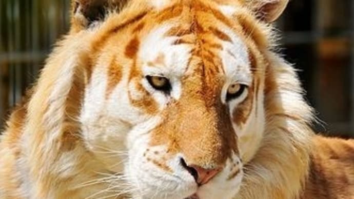 日本感染症学会は、認めていないゾコバール(塩野義製薬)を独断で理事長が加藤勝厚生労働相に承認要求