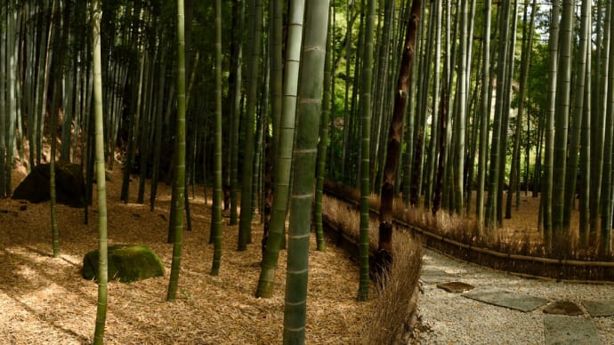 報国寺の竹林と鎌倉石