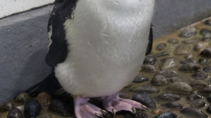 イワトビペンギンの足