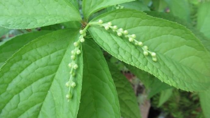 二人静の花 千両の花