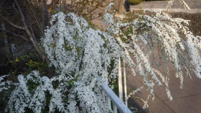 庭先の春の花