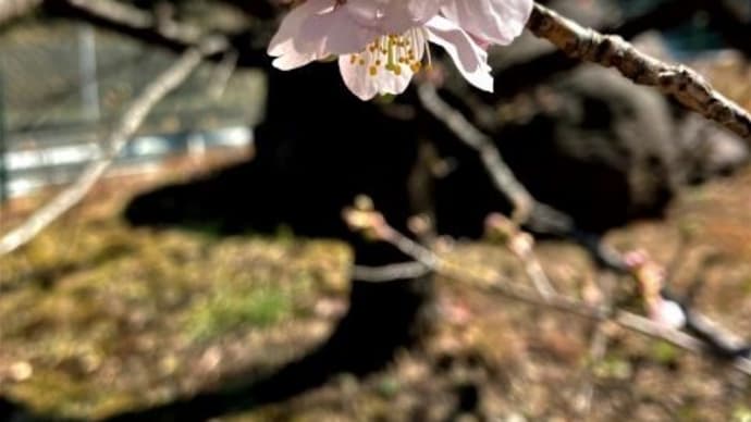 玉繩桜が咲きました