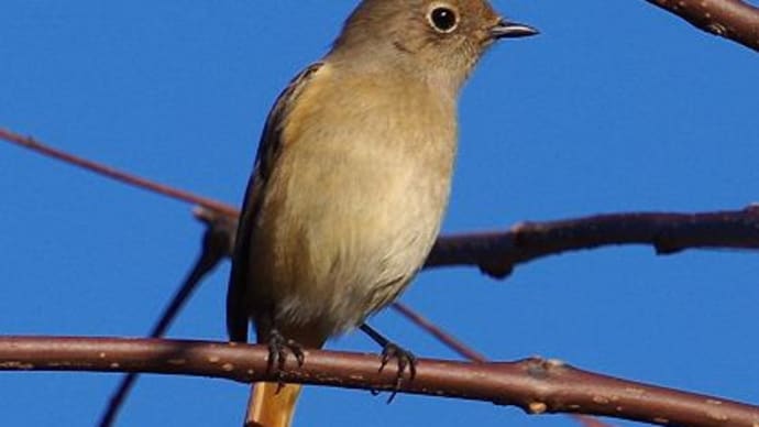 12月最初の教室 小鳥たちの季節