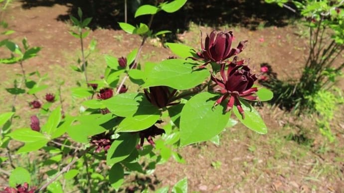 はじめての花クロバナロウバイ(筑波実験植物園)