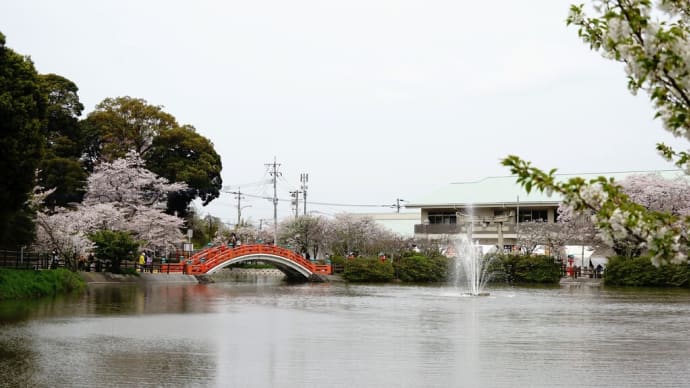 満開から散り初めに変わった日の花見・・・福岡県中間市垣生公園