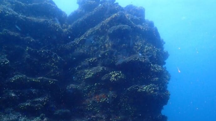 海からのお便り(^^)/