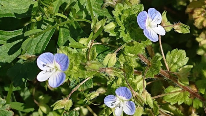 過去ピックより 春の野の花