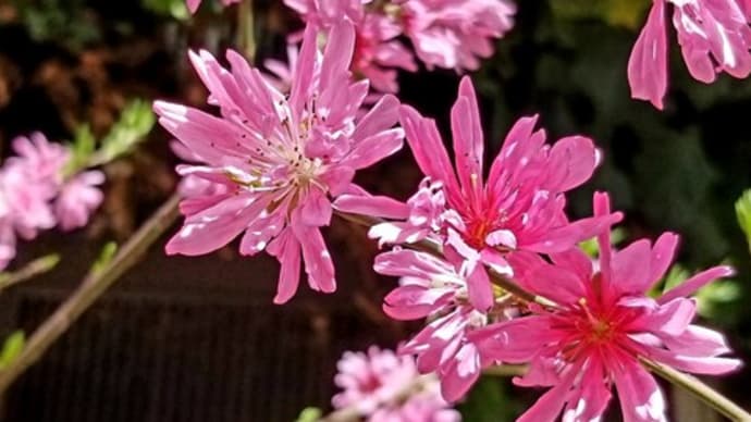 🌺🌺 菊桃・すみれ・ヒメフウロ♫•*¨*•.¸¸♪🌺🌺✨