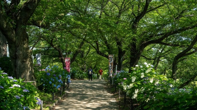 権現堂公園の紫陽花 その30