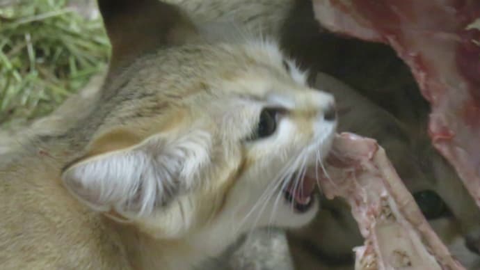 そうだ!那須どうぶつ王国に行こう!(その3)スナネコすぺしゃる!