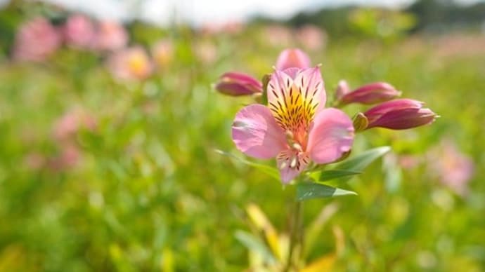 春の花と花言葉 何気ない 春の花と花言葉 何気ない