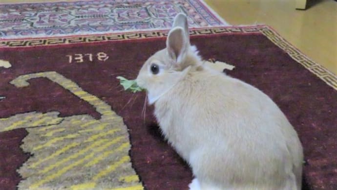 うさぎ学長!わちゃまる君!(その75)食べ歩く、わちゃまる君