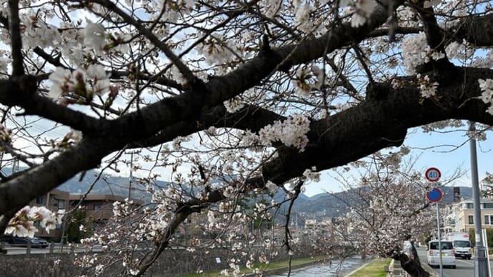 芦屋川の老桜 自然と調和
