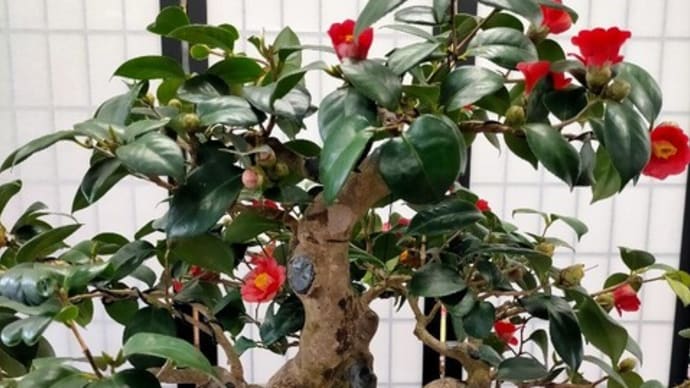 椿・花物盆栽展
