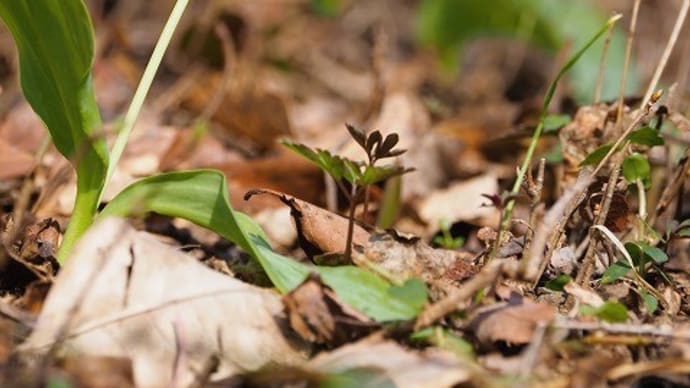 カタクリの白花、雪割草など～続・雪国植物園～