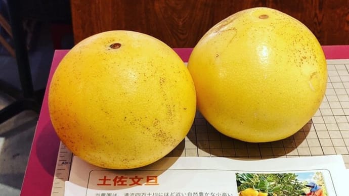美味しい土佐文旦 農家直販のご紹介