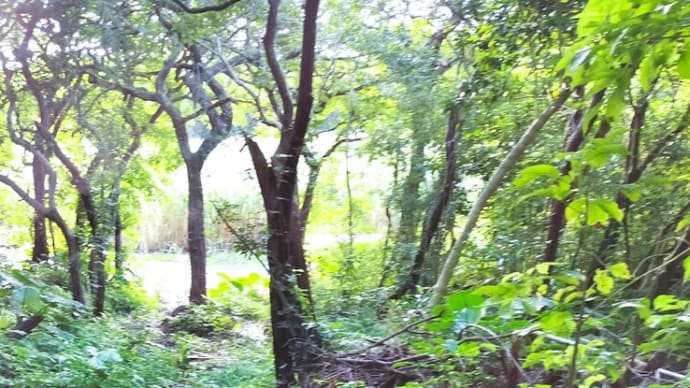 お知らせ:ブログの引っ越し予定について