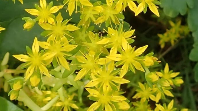 メキシコマンネングサは お花が咲く時は 黄色1色 お花のない時は年中緑です !