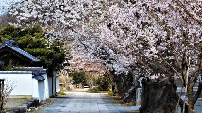 ２０２１・４・３　私の今年の信州の桜の見納めは須坂市の普願寺の桜かな