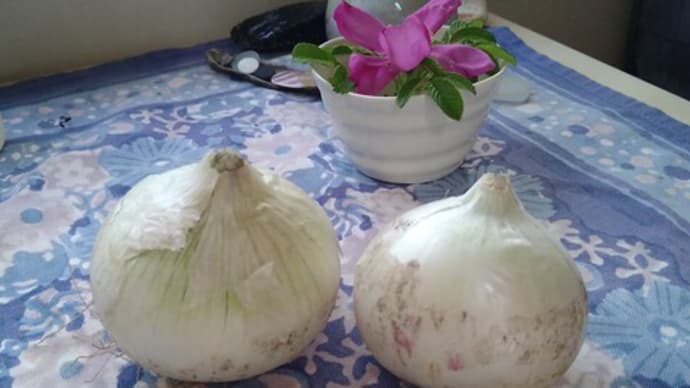 真白玉ねぎ〜サラダ玉ねぎともいわれています
