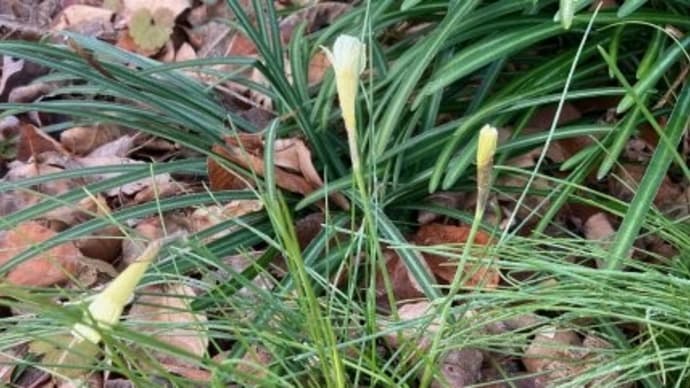 原種系水仙の蕾が