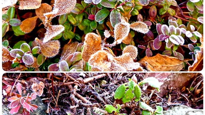 氷点下の冷えこみで一面霜をかぶったミニロックガーデンの高山植物
