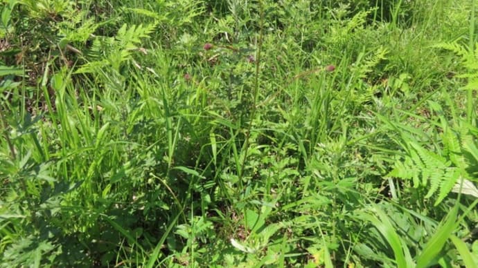 高ボッチ高原・鉢伏山の植物 ワレモコウ(吾亦紅・吾木香)