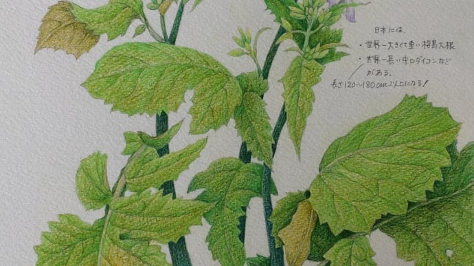 大根の花 地味な花