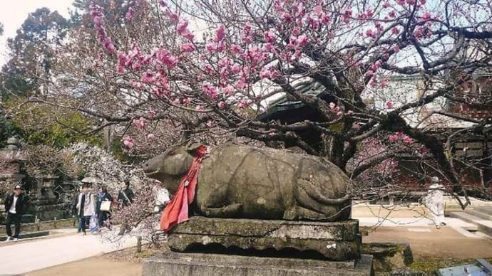 京都:春の訪れ!