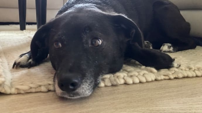 嵐の前の犬