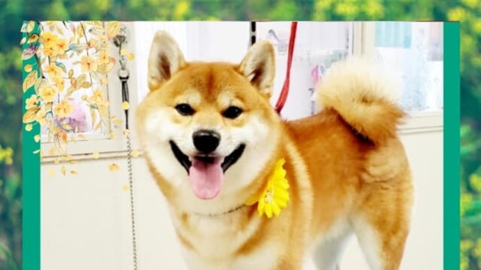 🐕 甘やかしてる❓ 違うよ❕❕❕ 甘えさせてくれてる🎵 💚