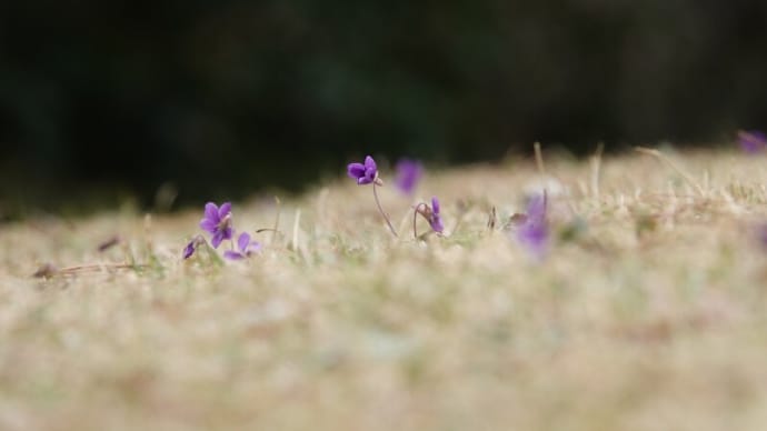 春の歌が聞こえる🐇