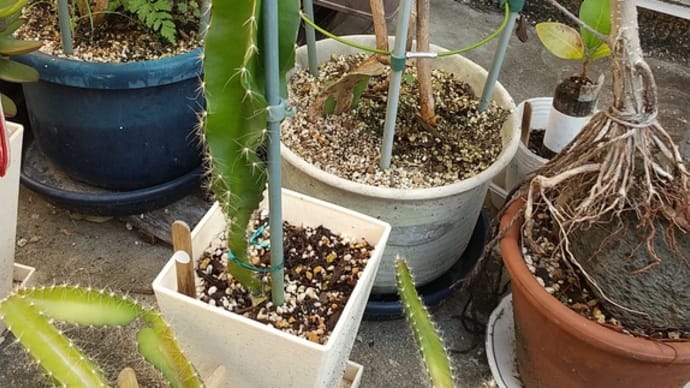 ベランダ鉢植えが夏バテ~☀️😵💦