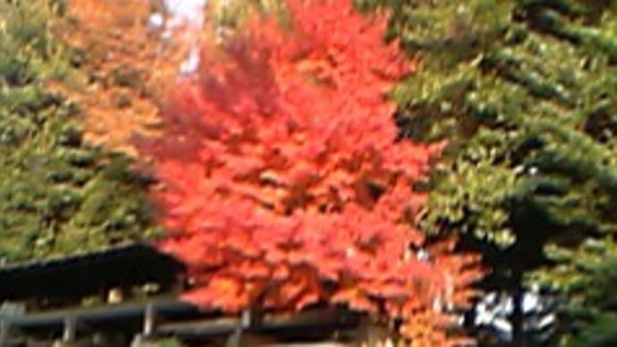 たまプラーザの紅葉