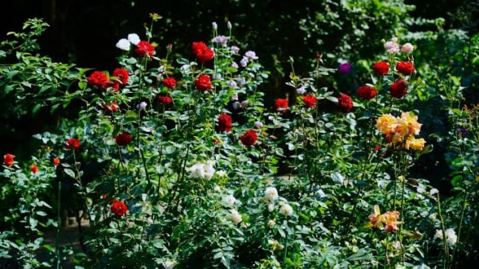 バラ、モナルダ、ボタンクサギの花とクロアゲハ（赤塚植物園 2023.7.2撮影）