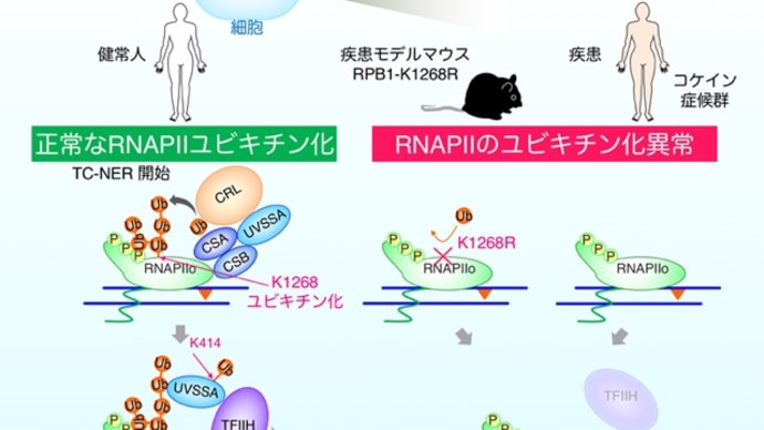「成長する天体 地球には意識がある」という動画を見て〜生命は遺伝子に大差はない。遺伝子組み換えって、本当にコワイ。〜