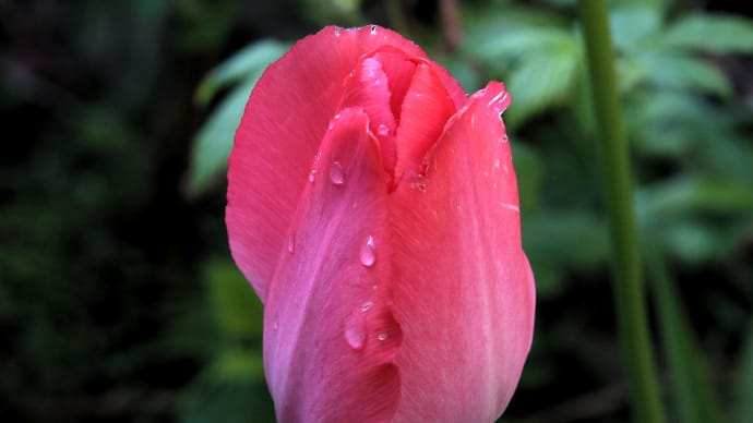 雨の日のチューリップ3