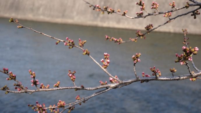 めっけ! その後 2022.03.25昼・夕