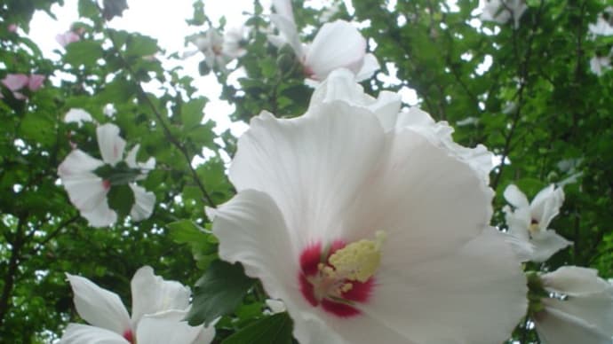 「無窮花」の花見ＲＵＮ